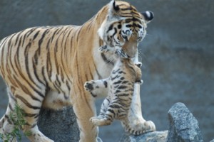 Photo of A Tiger Mother and Cub