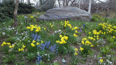 Solid Rock among early spring flowers and seedlings
