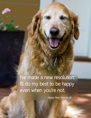 Happy Golden Retriever 