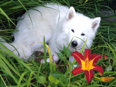Puppy dreaming in garden